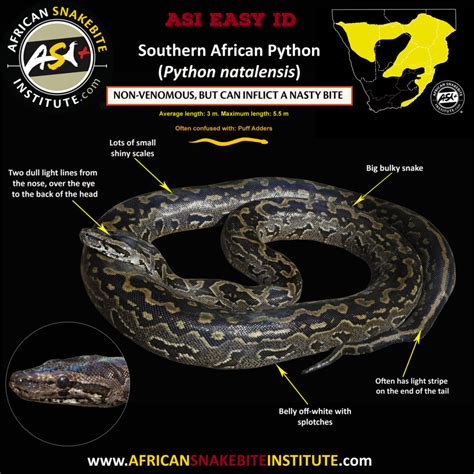 Southern African Python - African Snakebite Institute