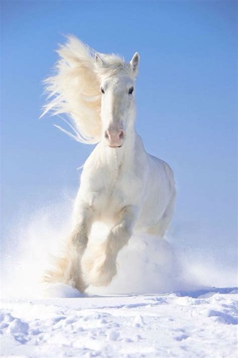 White horse galloping in snow | Horses, Pretty horses, Animals beautiful