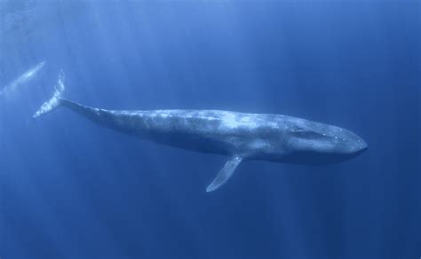 Blue Whale - Ocean Animals