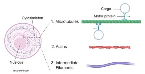 Cytoskeleton - the muscle and the bone of a cell - definition, structure, function, and biology