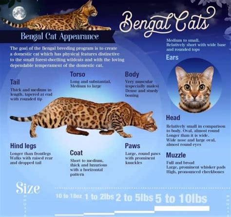 Bengal Cat Size Comparison