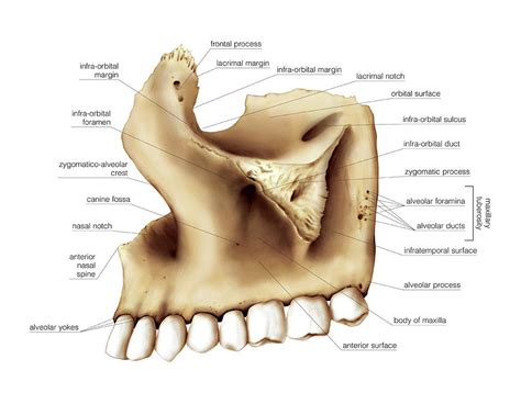 Maxillary Bones Alveolar Process