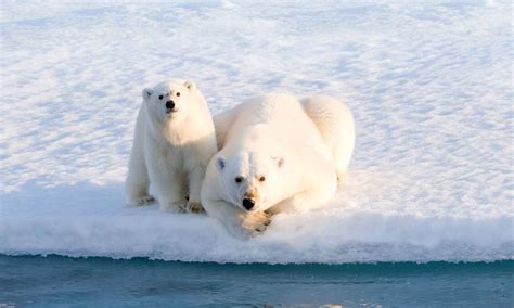 Going with the floes in Greenland | The Canberra Times | Canberra, ACT