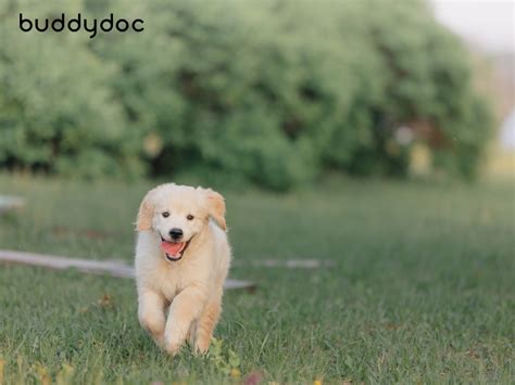 Why Is My Dog Limping? Symptoms and Causes of Lameness in Dogs | Buddydoc