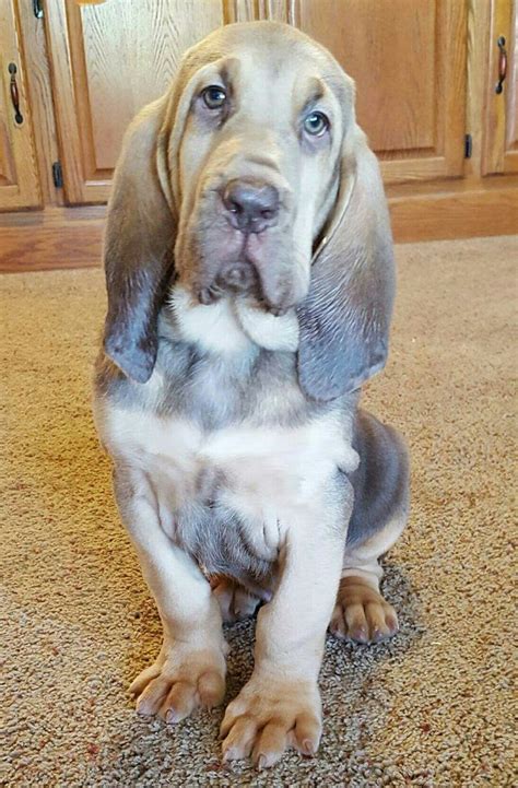 Bloodhound puppy...so adorable | Hunde, Tiere