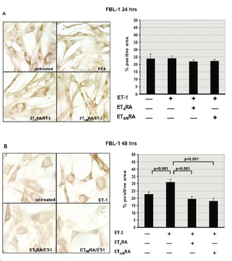 mmunocytochemistry of fibrillin-1 (FBl-1) synthesis at 24 and 48 hours ...