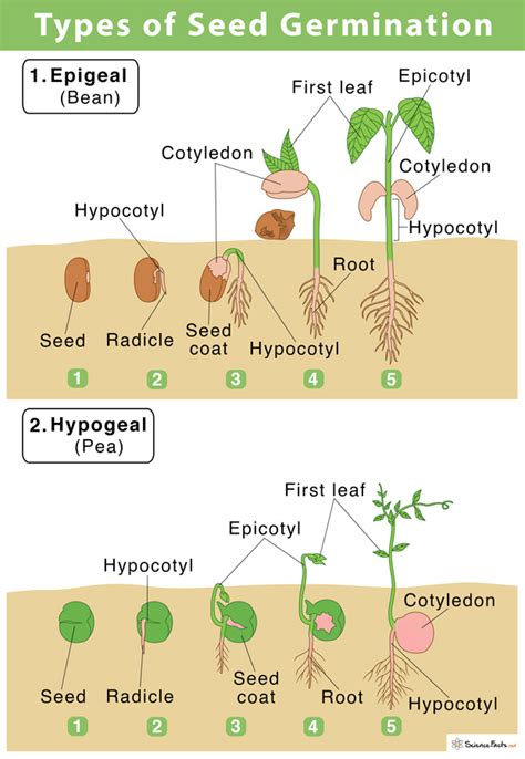 Seed Germination: Definition, Steps, & Factors Affecting Them