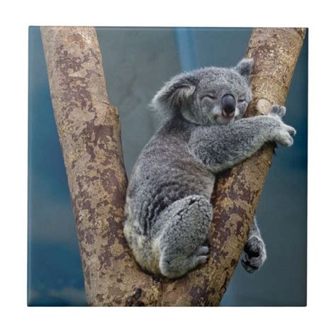 Koala Bear Sleeps Hugging A Tree Ceramic Tile | Zazzle | Koala, Gute nacht, Tiere