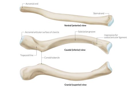 Clavicle Acromial End