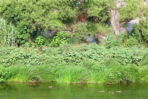 Los Angeles River Wildlife - Mottled Ducks Photograph by Ram Vasudev ...