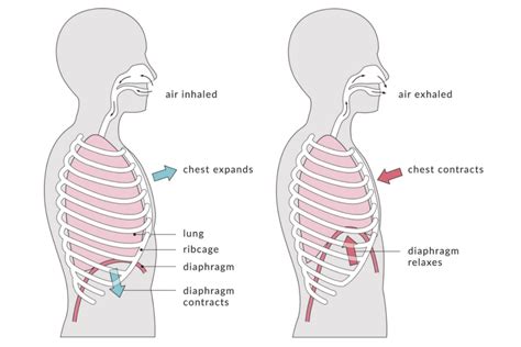 Respiration - Definition and Types