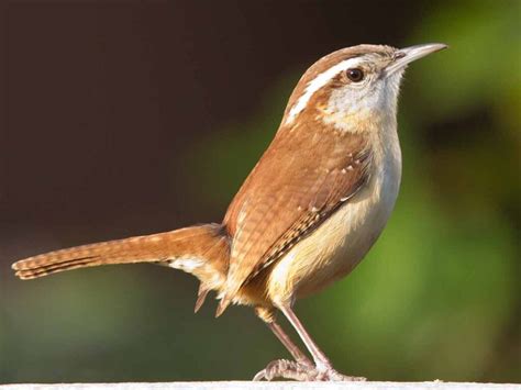 Carolina Wren – Song | Call | Nest | Diet | Range | Sleeping – Bird Baron