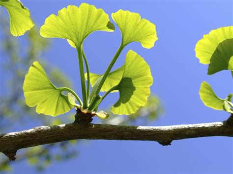 Top 10 Ginkgo Biloba Supplements