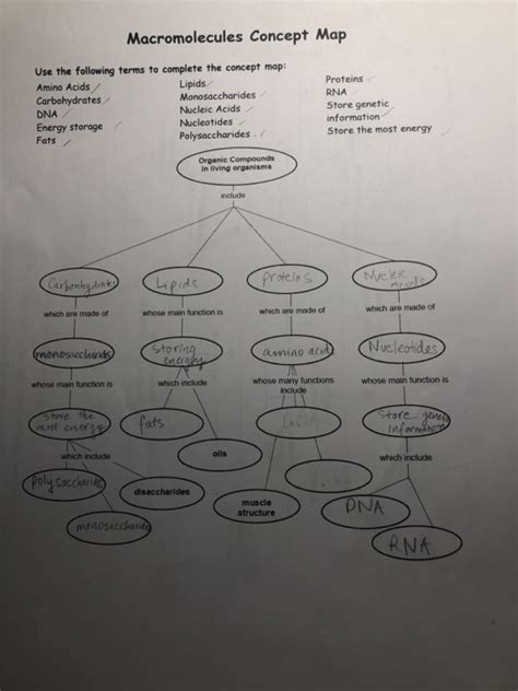 Macromolecules Concept Map Worksheet Answer Key United States Map | The Best Porn Website