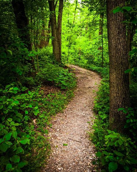 Customize Stair Mural | Forest path, Running trails paths, Forest road