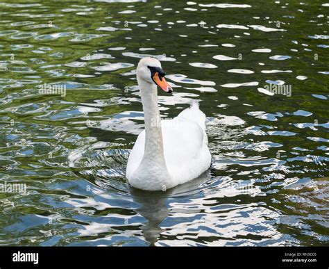 White swan at a lake Stock Photo - Alamy