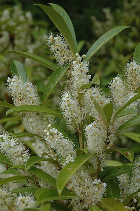 Skip Laurel (Prunus laurocerasus 'Schipkaensis') in Ringoes Flemington ...