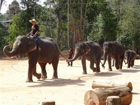 Kenyir Elephant Conservation Village (Kuala Berang) - All You Need to Know BEFORE You Go ...