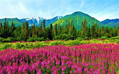 🔥 [40+] Mountain Wildflowers Wallpapers | WallpaperSafari