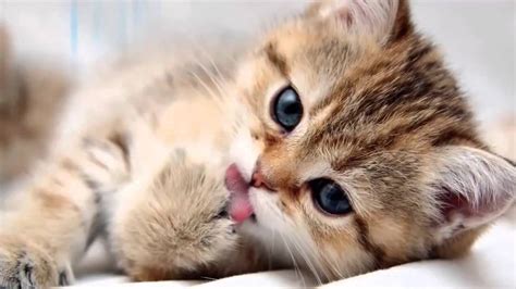 image de chaton mignon - Image De