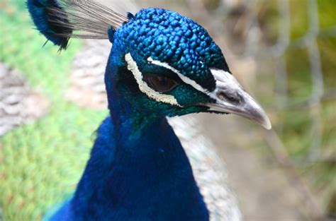 Gambar : margasatwa, paruh, biru, fauna, merapatkan, Galliformes, bertulang belakang, merak ...