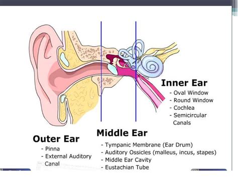 Ear Sinus Diagram