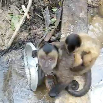 Watch a Monkey Wash Dishes