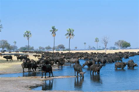 Hwange National Park | Safari Consultants