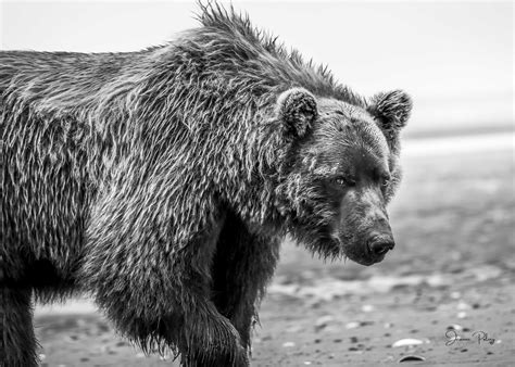 Grizzly Eyes Grizzly Bear, Alaska, Wildlife Photography, Bear Photo ...