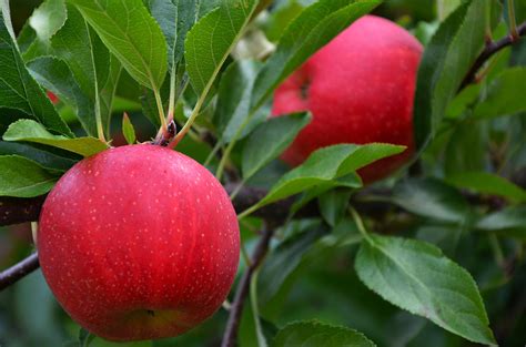 Gala Apples 3 Photograph by Maureen E Ritter - Fine Art America