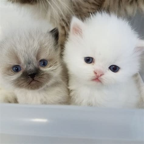 Tiny Tots - Birth & Beyond - Newborn Baby Kittens | Newborn KittensPersian & Himalayan Kittens ...