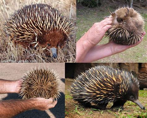 Echidna: The Spiny Anteater - Save Our Green