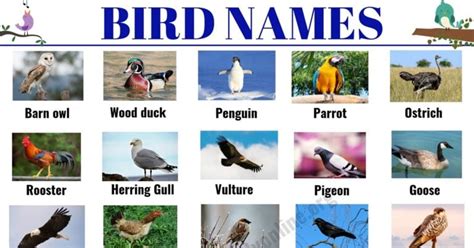 Bird Names: List of 35+ Popular Types of Birds with ESL Picture - English Study Online