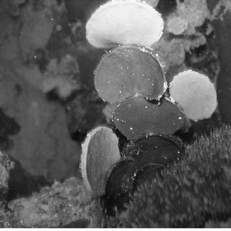 Cell wall structure in the brown algae [31]. | Download Scientific Diagram