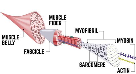 What Is Hypertrophy And Why It’s Important For You To Know? – Fitness Volt