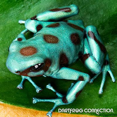 Dart Frog Connection - Auratus Microspot