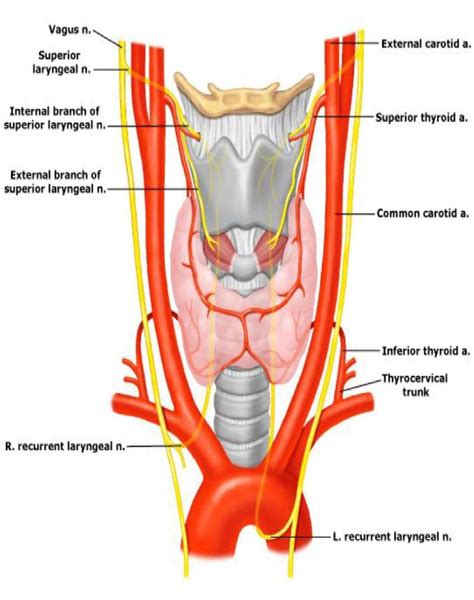 Laryngeal Innervation With Diagrams DNB ENT 2013 - DNB Mentors