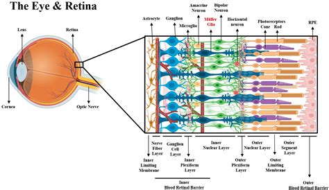 Harnessing the Neuroprotective Behaviors of Müller Glia for Retinal Repair