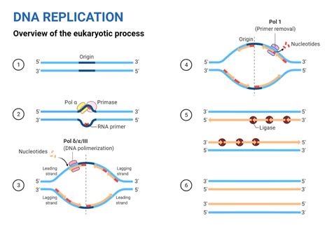 Dna Replication Process Diagram Blank Describe The Process O