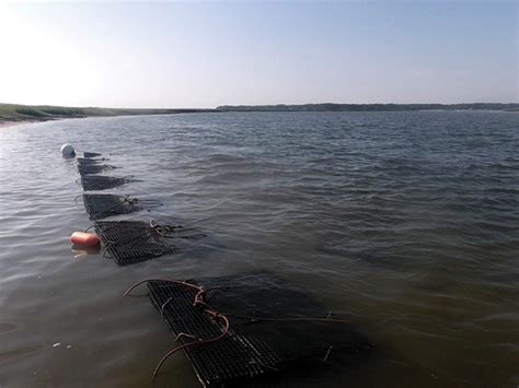 Oyster farming has developed methods of cultivating oysters while le