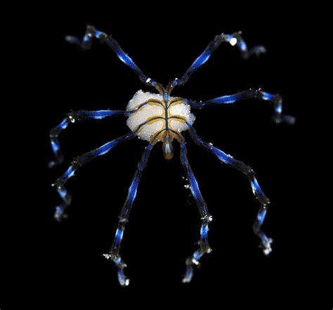 Male ovigerous sea spider (Endeis sp, Pycnogonida) | Sea spider, Ocean animals, Ocean creatures