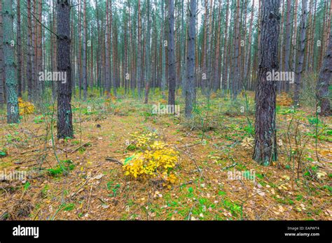 forest landscape with sandy road Stock Photo - Alamy