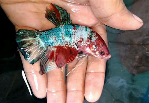 Giant Betta Fish #AquariumTanksIdeas | Ikan, Hewan, Seni