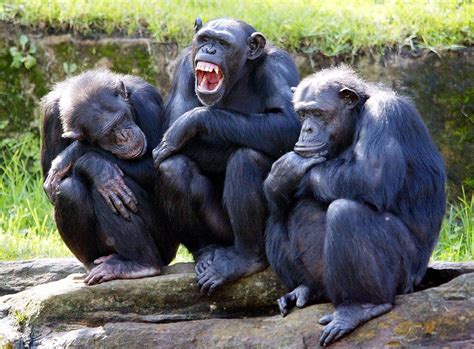 Are Chimpanzees Strong? | Chimpanzee Trekking Safaris Tours | Rwanda