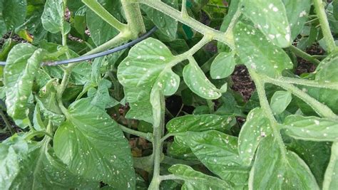 white spots on tomato plant leaves : r/gardening