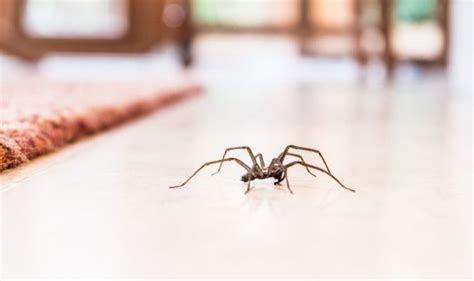 Giant House Spider How To Identify A False Widow Spider - 8 Facts About ...