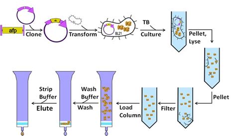 Protein Purification - Creative Biostructure