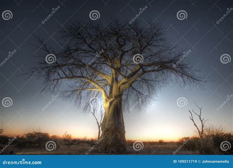 Boab tree at sunset. stock image. Image of okavango - 109511719