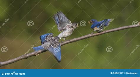 Male Eastern Bluebird Feeding Young Stock Image - Image of hungry ...