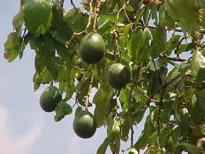 Pollination of Avocado trees | Pat Welsh Organic and Southern California Gardening